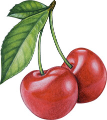 watercolor hand drawn realistic cherries