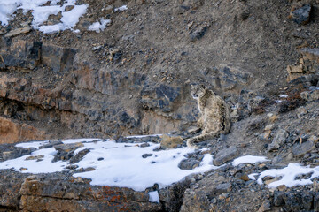 Snow Leopard - Panthera uncia, beautiful iconic large cat from Asian high mountians, Himalayas, Spiti Valley, India. © David