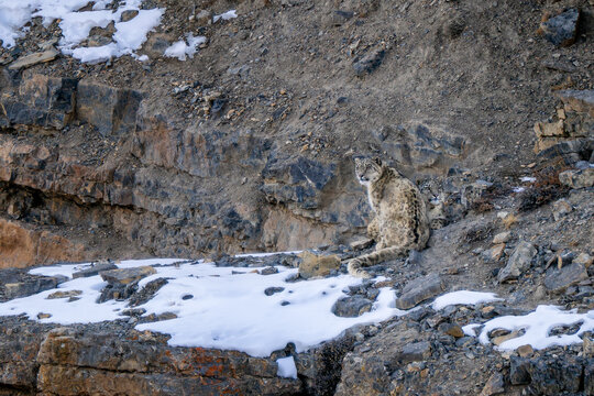 Snow Leopard - Panthera uncia, beautiful iconic large cat from Asian high mountians, Himalayas, Spiti Valley, India.