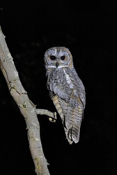 Mottled Wood Owl, Strix ocellata, Koppal, Karnataka, India