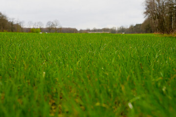 a field of green grass with a blurry background of trees.