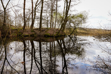Obraz premium reflection of trees in the water