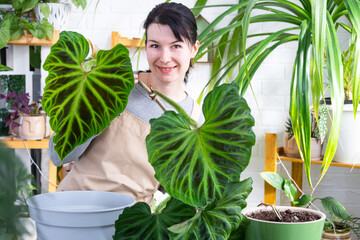 Woman in apron holds large striped philodendron leaf and Caring for potted plant, Transplanting and...