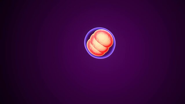 human cell division anatomy. 3d illustration
