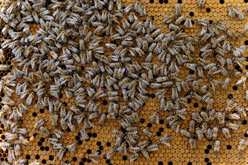 closeup of bees on honeycomb in apiary - selective focus