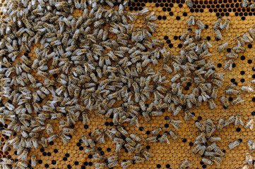 closeup of bees on honeycomb in apiary - selective focus