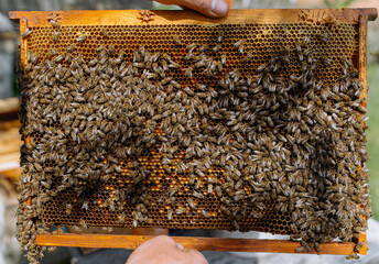 The beekeeper holds a honey cell with bees in his hands. Apiculture. Apiary.