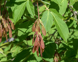 A bunch of green-red maple fruits, called two-wings, against the background of fresh spring leaves of the tree (trefoils). High contrast image in direct sunlight
