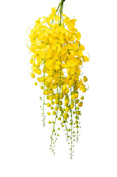 cassia flower isolated on white background, Konna poov vishu background