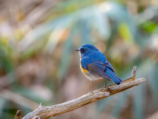 Naklejka premium 森の中で枝に留まっているルリビタキの雄