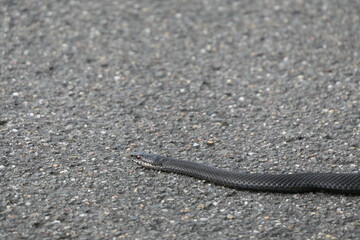 Gray snake slithers along a gray road