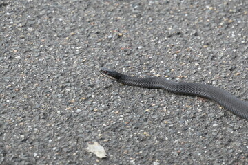 Gray snake slithers along a gray road