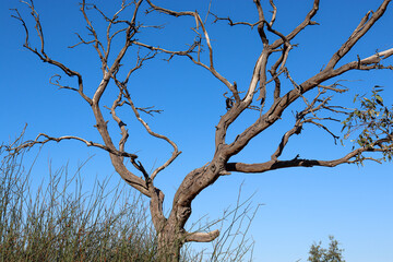 dead eucalyptus tree in australian landscape