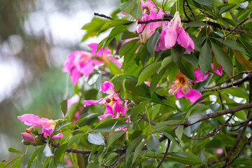 Green parakeet camouflaged on the paineira tree amidst pink flowers