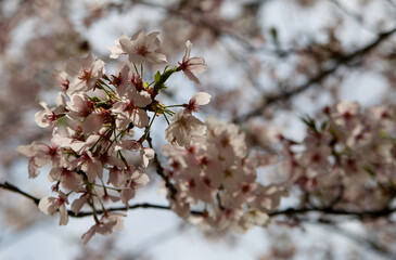 桜２