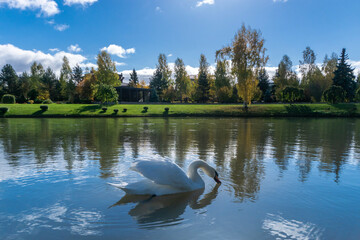 A graceful swan is moving gently over the calm waters of a pond, with reflections of golden autumn...