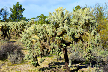 Cholla cactus, Sonora Desert, Mid Spring - 783102138