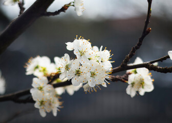 Plum tree flowers blossom, spring, closeup