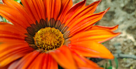 orange flower on a green background