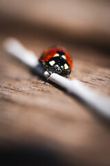 close up photo of ladybug on a stick - 783103131