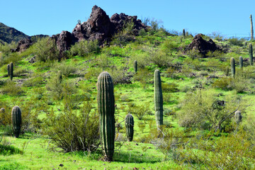 Sonora Desert Arizona Picacho Peak State Park - 783103182