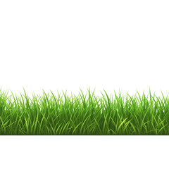 Fototapeta premium Green Grass isolated on transparent background