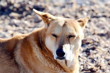 Portret rudego psa śpiącego na plaży