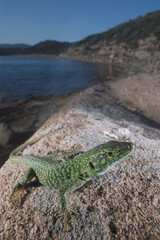 Lizard, Podarcis sicula, on a rock Lake Baratz, Sassari, Alghero, Sardinia, Italy