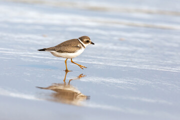 A semipalmated plover, Charadrius semipalmatus, foraging for food on the shoreline in Iles de la Madeleine, Canada. Space for your text.