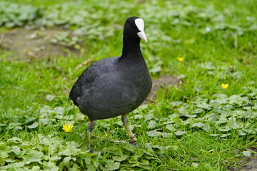 The coot (Fulica atra), also known as the common coot, or Australian coot, is a member of the rail...