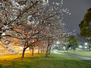 春の夜の公園の満開の桜の風景