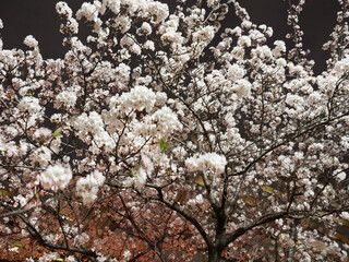 春の夜の公園の満開の桜の風景