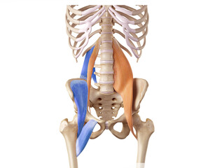 Hip and lower back of the deep front line - pectineus, psoas minor, psoas major, quadratus lumborum, iliacus
