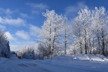 Frosted trees after the storm, Sainte-Apolline, Québec, Canada