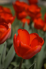 Fototapeta premium Kyiv, Ukraine. April 11, 2024. April this year is very hot, and colorful tulips bloomed in the city center. incredible views open in the center. a real blooming early spring.
