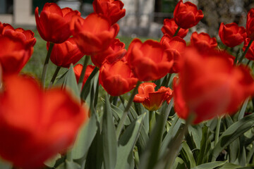 Fototapeta premium Kyiv, Ukraine. April 11, 2024. April this year is very hot, and colorful tulips bloomed in the city center. incredible views open in the center. a real blooming early spring.