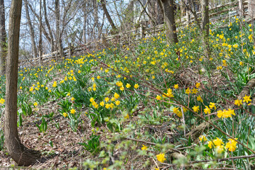 yellow flowers on the side of a hill