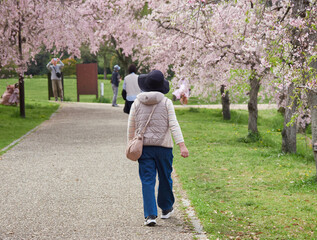 Fototapeta premium 春の公園で満開の桜の花を花見する人々の姿
