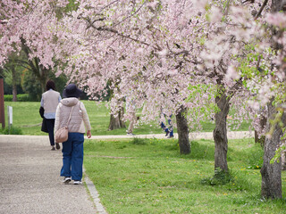 春の公園で満開の桜の花を花見する人々の姿