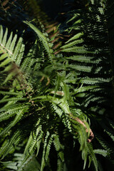 fern leaves