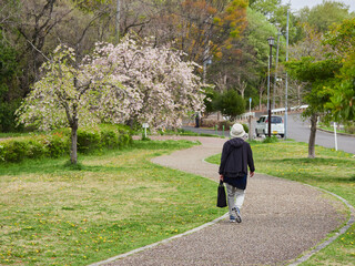 春の公園で散歩するシニア女性の姿と満開の桜の花の風景