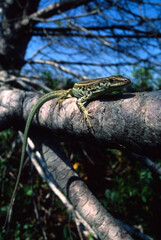 lizard on the tree, Lucertola, Lizard, Podarcis sicula, on a branch, Lake Baratz, Sassari, Alghero, Sardinia, Italy