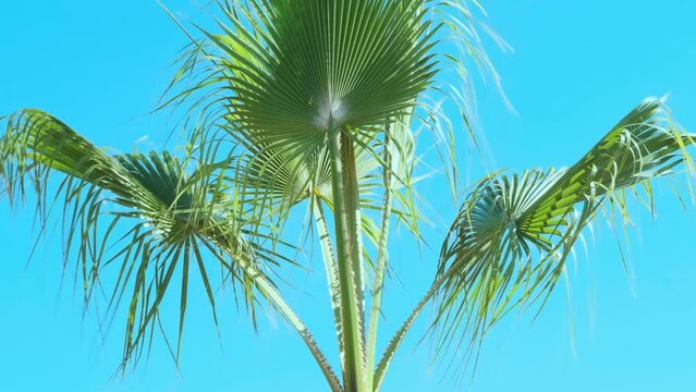 tropical leaf African Sabal fan palm gracefully sways on blue sky, natural beauty tropics, transcendence infinity tropical background, banner for travel agencies, hotels, airlines, food and beverages