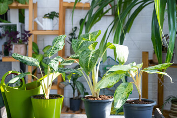 Aglaonema on the table for transplanting and caring for domestic plants in the interior of a green...