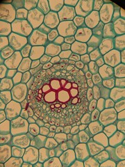 photo of section of plant tissue under the microscope