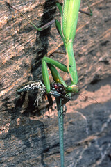 European mantid (Mantis religiosa) Praying mantis preying a lizard. Sardinia italy