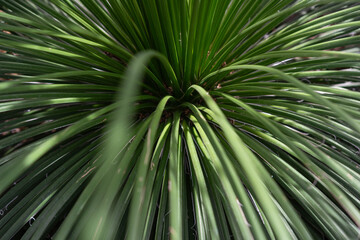 abstract botanical background featuring long narrow green leaves close-up