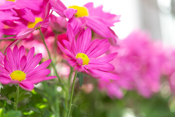 Obraz premium slightly defocused pink flowers close-up on a bright background
