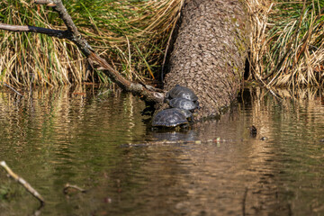 On a sunny day in a forest pond, turtles bask on a log.