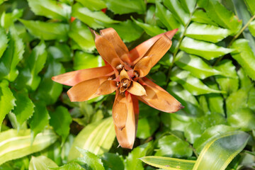 orange brown Bromeliad plant with green foliage